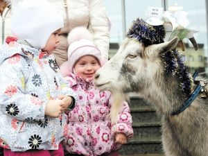 Новогодняя коза посетила Волоколамск