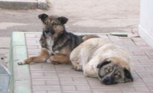 Собака бывает бродячей