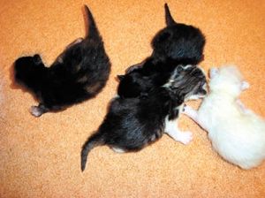 Котят выбросили на помойку