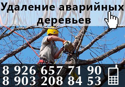 УДАЛЕНИЕ АВАРИЙНЫХ ДЕРЕВЬЕВ - УСЛУГИ АРБОРИСТА
