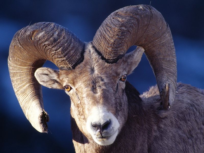 Бараньи бега, блин!