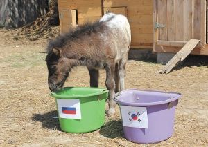 Предсказатель
