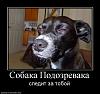 929949_sobaka-podozrevaka.jpg