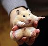 Hamsterт[1].jpg