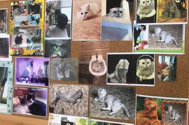 В Шестаковском Доме культуры прошла уникальная фотовыставка «Всемирный день кошки»