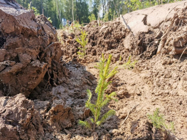 В Волоколамском филиале "Мособллес" посадили 35 гектар молодого леса