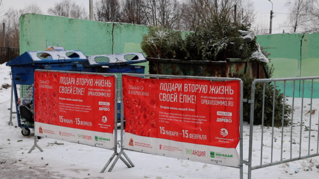 В Волоколамске переработали 350 елок