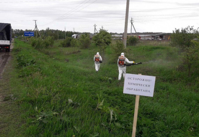 Около 600 гектар обработано от борщевика Сосновского на территории Волоколамского округа