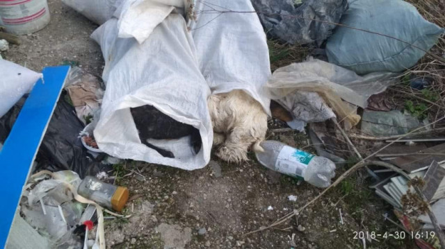 На свалке в Калистово обнаружили трупы