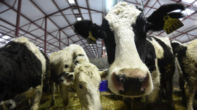 Молочный комплекс TH True Milk в Волоколамске начнёт выпуск продукции в 2018 году