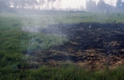 В лесах Волоколамского района начали тлеть торфяники