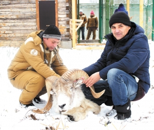 В Сычево усыпили Марко Поло