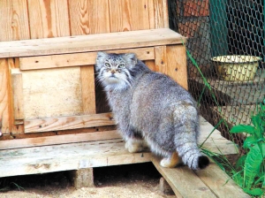 Седьмой кот