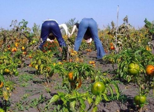 Проблемы дачников будут решать