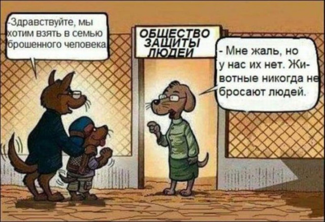 Слухи о догхантерах в Волоколамске не подтвердились