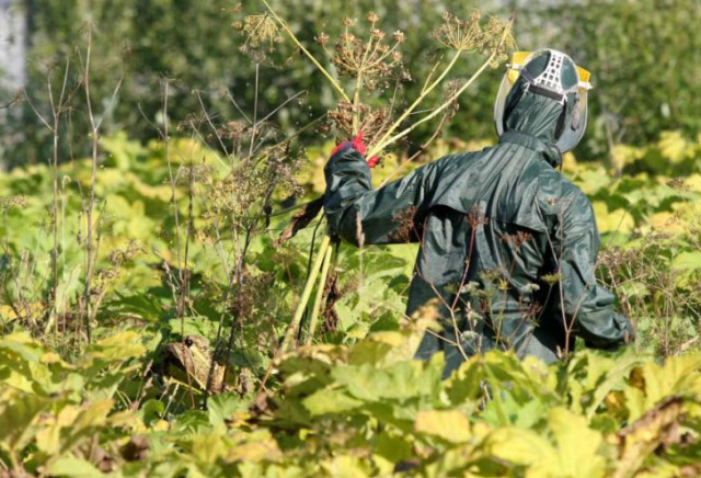 Борщевику объявили войну