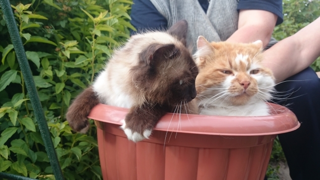 Котоцвет)
