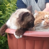 Котоцвет)