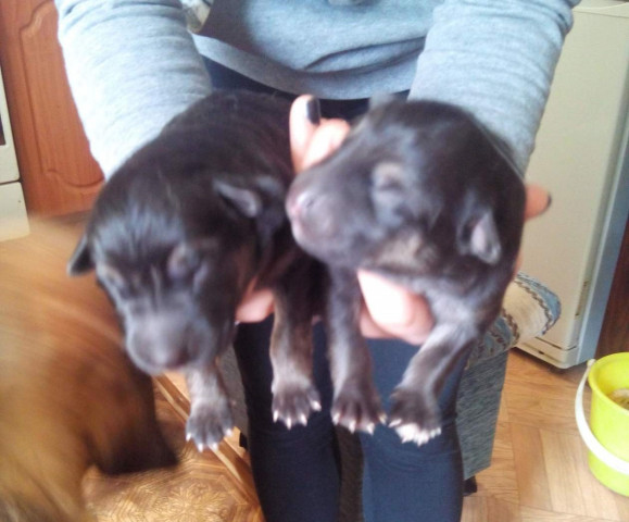 Отдам щенков