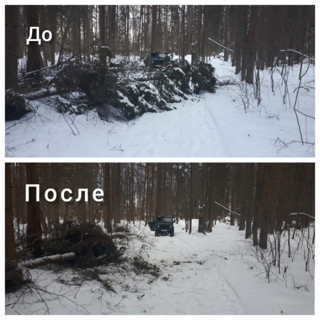 Волоколамские лесничие убрали ель
