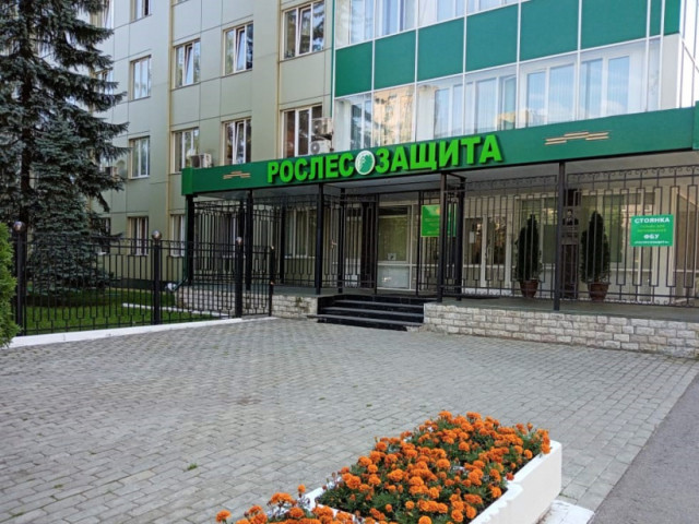 Семена ели европейской надёжно спрятали в спецхранилице
