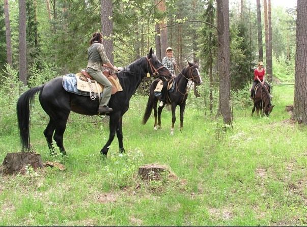 Прогулки верхом в Москве: 9 недорогих конных клубов