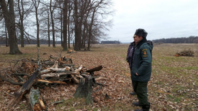 Волоколамские лесничии выявили три нарушения закона