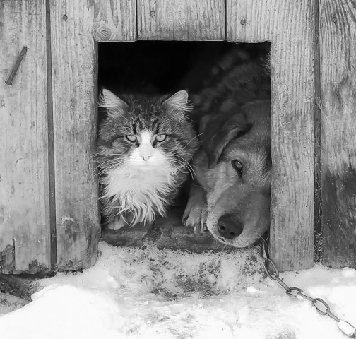 Соглашайся хотя бы на рай в конуре...  (у сторожки СНТ "Исток")