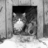 Соглашайся хотя бы на рай в конуре...  (у сторожки СНТ "Исток")