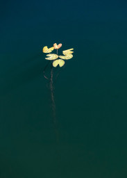 Водный мир