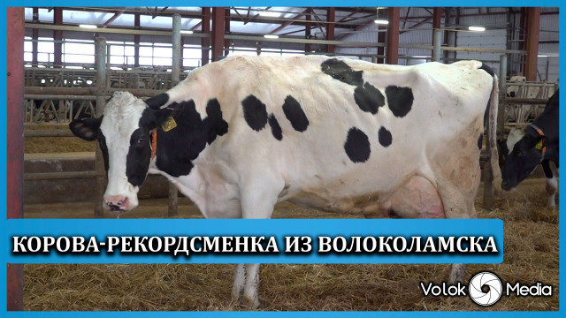 Корова-рекордсменка из Волоколамска